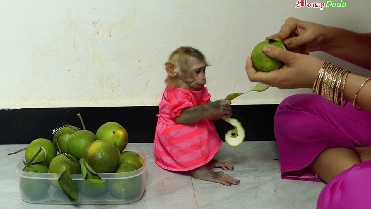 Jenna Hungry She Want To Help Mom Cut Orange