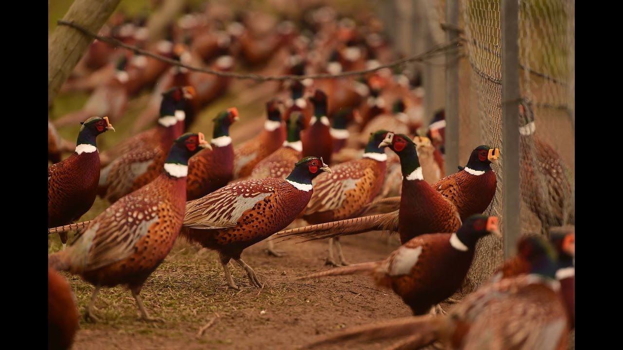 Hunting time! Rounding up the birds at New York state's last pheasant farm