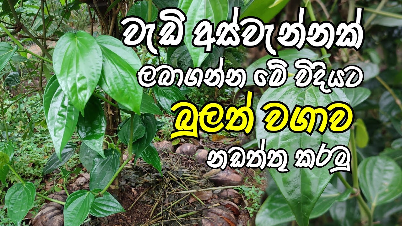 වැඩි අස්වැන්නක් ලබාගන්න මේ විදියට බුලත් වගාව නඩත්තු කරමු 😍😍 govi gedara #betel