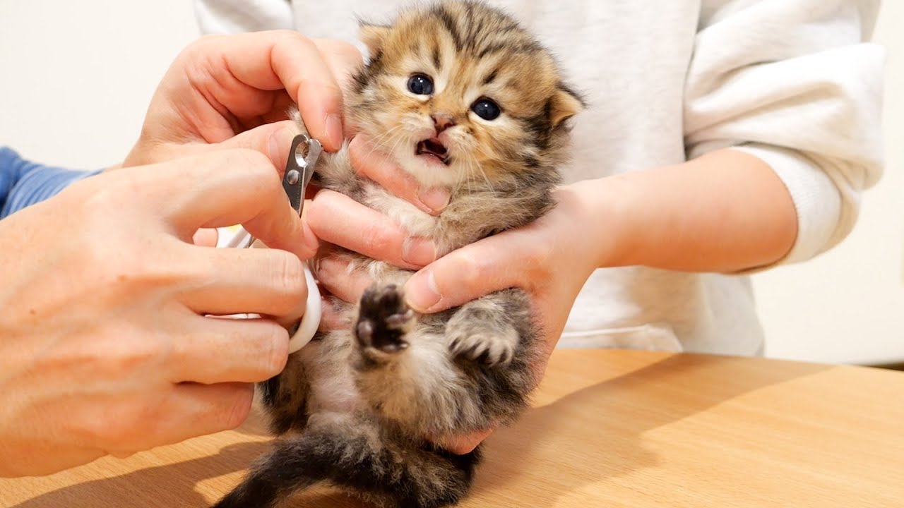 The kitten's resistance to nail clipping for the first time was so cute that my chest hurt.