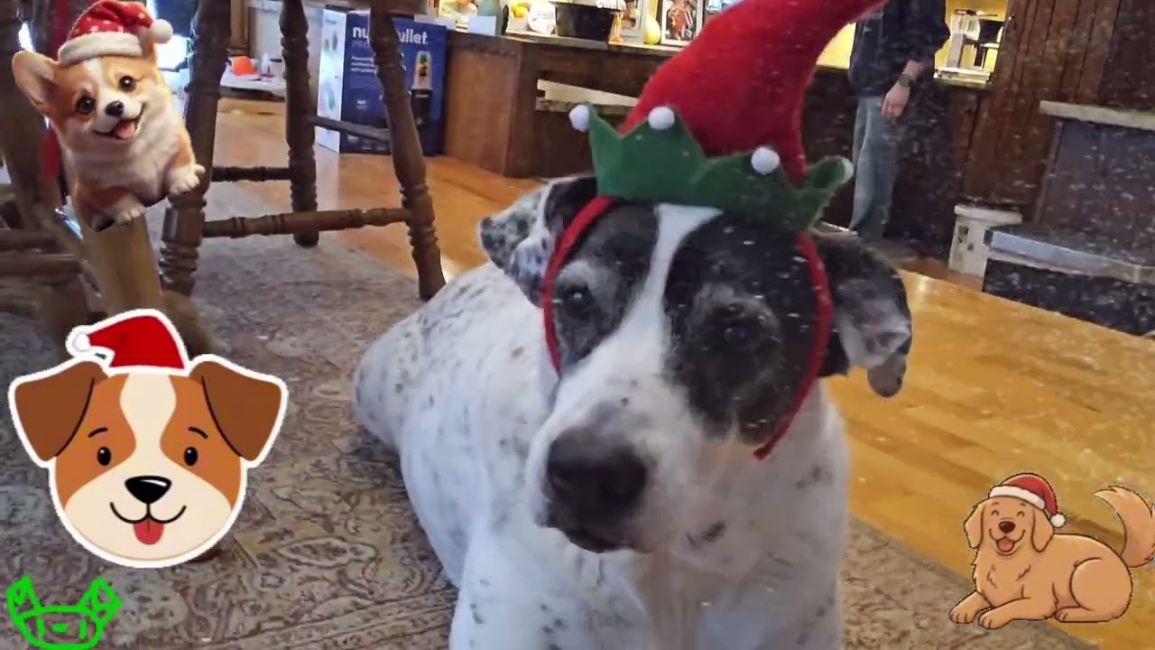 Dog christmas hat montage