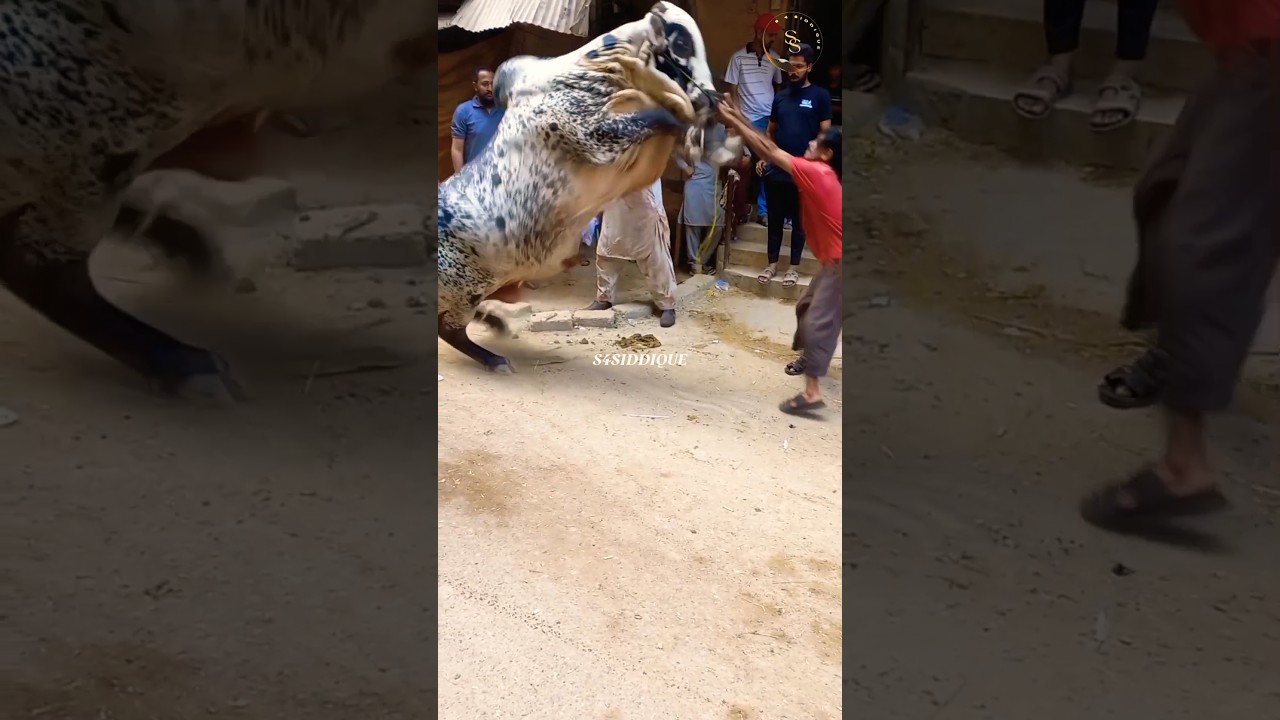 DANGEROUS BULL QURBANI 2025 😱 | BAKRA EID 2025 | S4SIDDIQUE #shorts #ytshorts #cow #trending