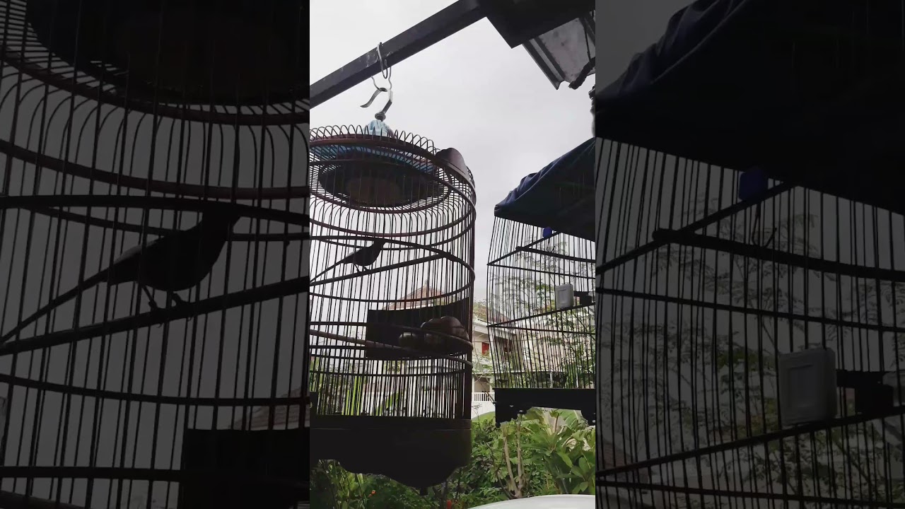 White-Rumped Shama Bird Singing  #copsychusmalabaricus #shamabirds #muraibatu #kicaumania #murai