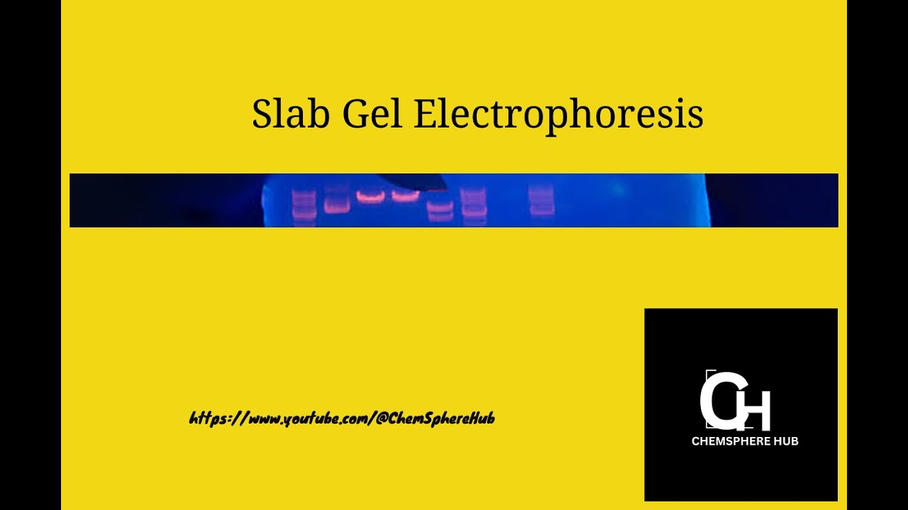 Slab Gel Electrophoresis/ chemistry/science/ChemSphere Hub
