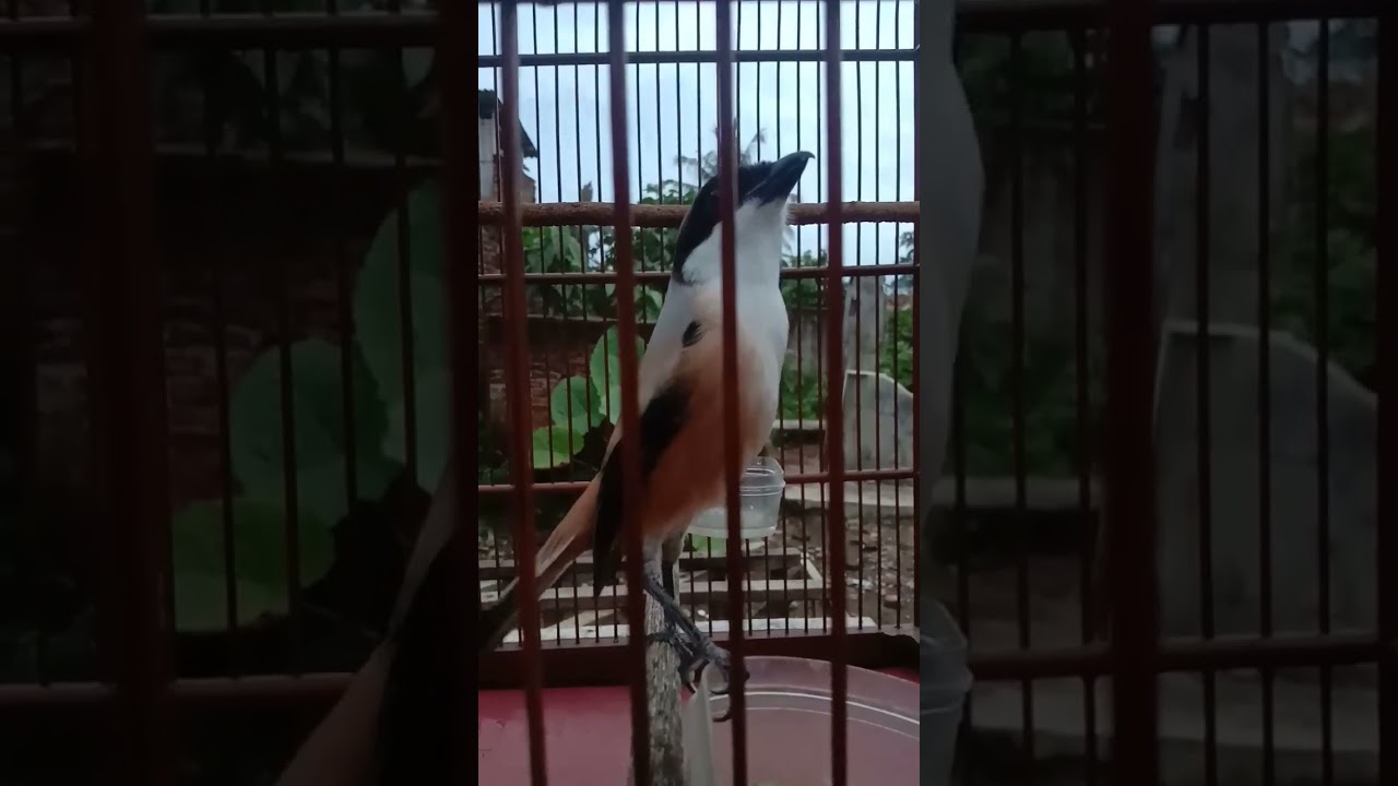 Cendet semi pilis gacor bongkar materi kuntian