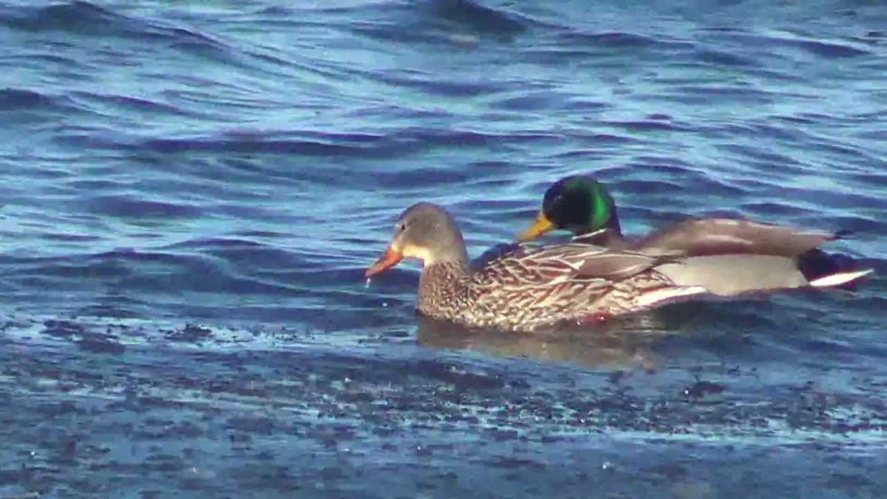 Filzy and ducks