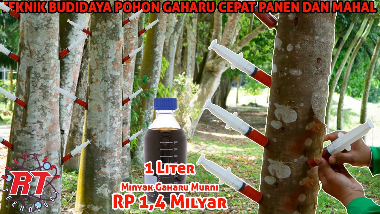 TAHAPAN PROSES PERKEBUNAN MODERN KAYU GAHARU AGARWOOD DI ASIA