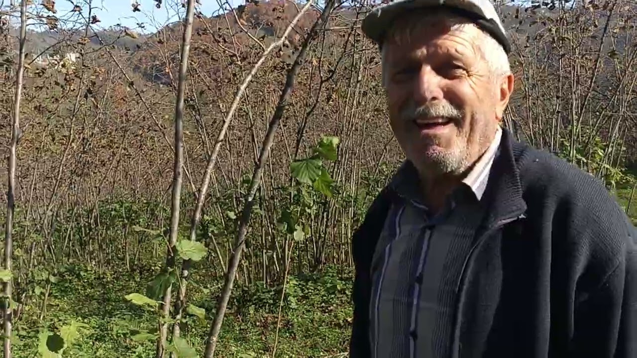 bizi ziyaret eden amcayla çakildak fındık ocağında uygulama yaptık