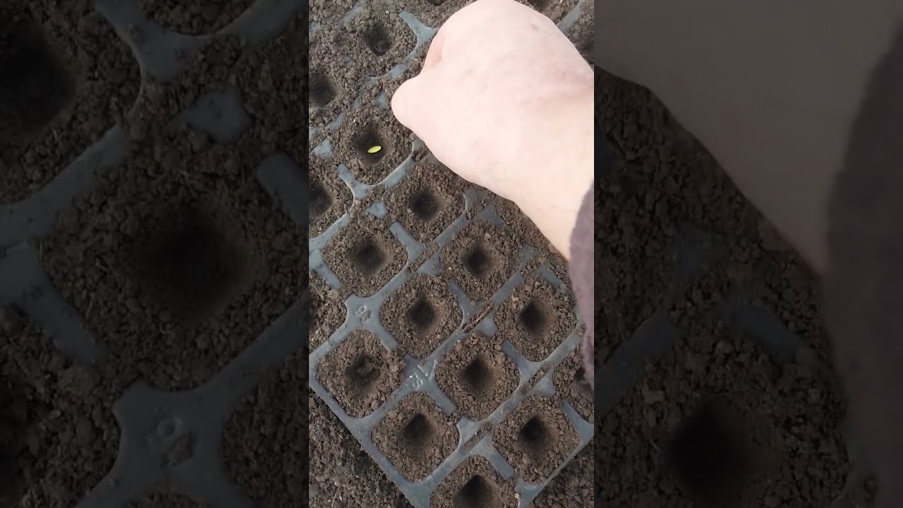 @ПЕРШЕ ЗАМОВЛЕННЯ НА РОЗСАДУ ВЖЕ Є.