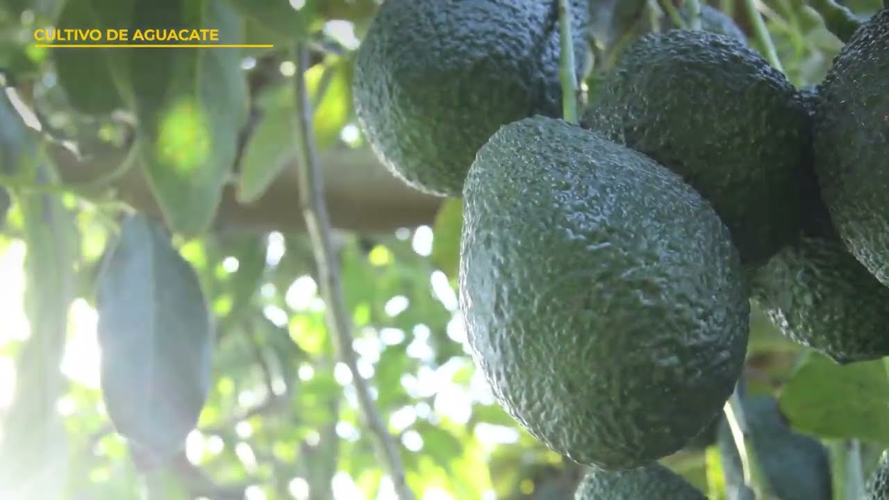 FIEDS   03 AGUACATE   PODA