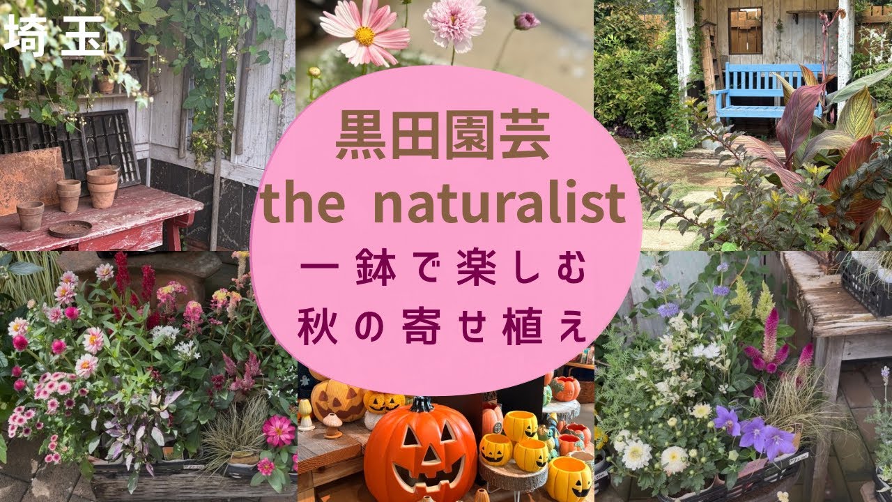見るだけでセンスUP✨寄せ植えアイデア💡黒田園芸/ナチュラリスト/秋の始まりはコスモス