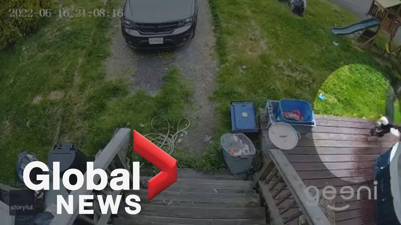 Video shows moment eagle swoops down and snatches small dog out of BC yard