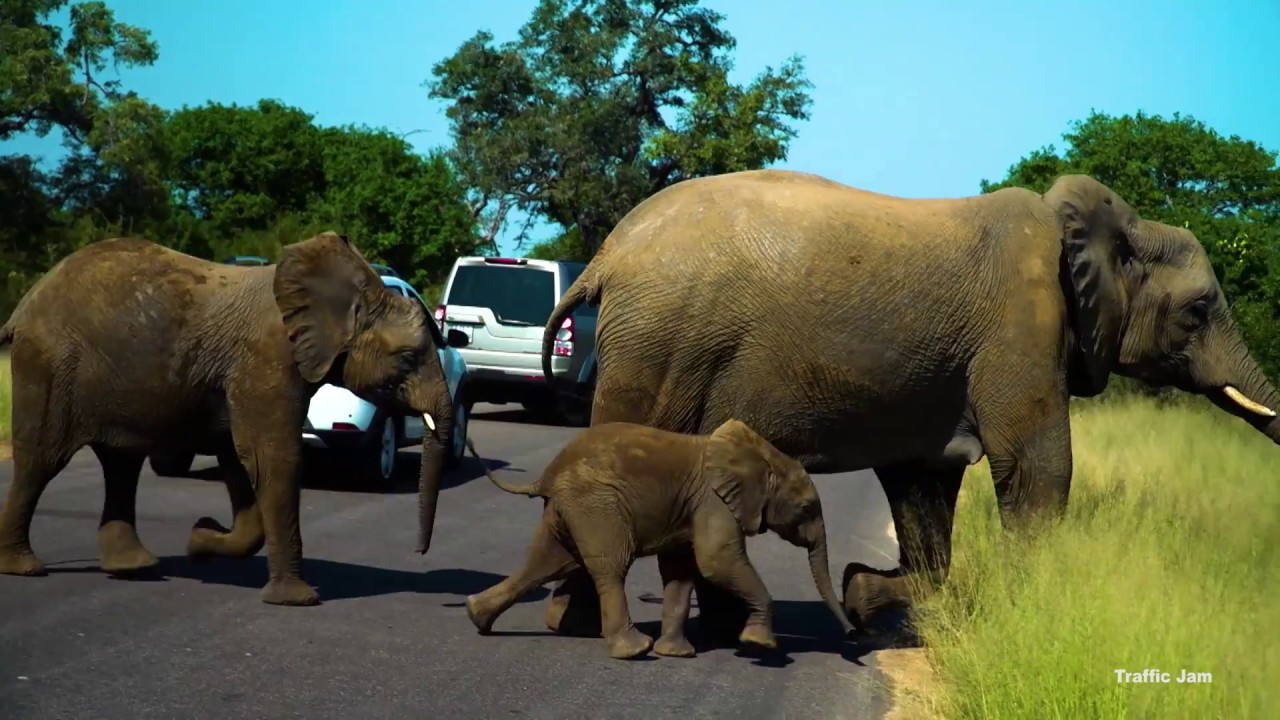 Kruger Lowveld Video 2017