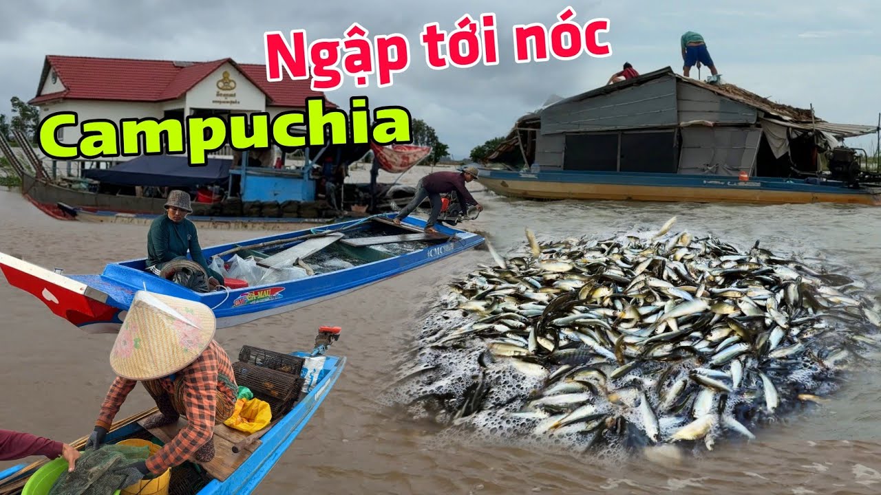 Nước ngập tới nóc người Campuchia đổ xô bán cá qua Việt Nam hàng tấn mỗi ngày chợ số 13