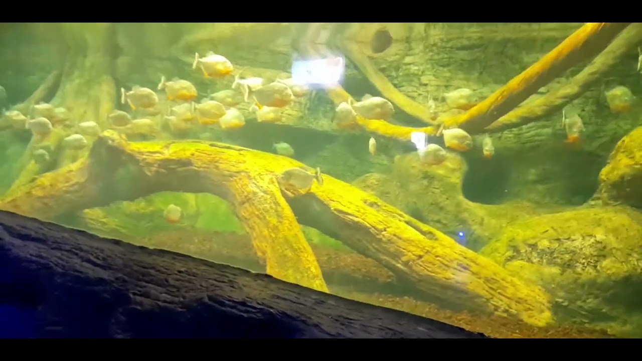 Aqua vega Akvaryumuna gittik