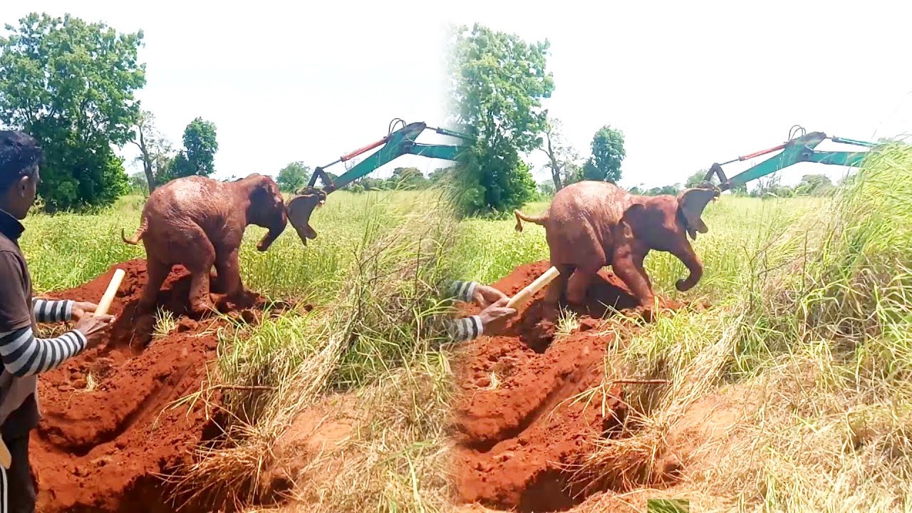Stubborn Elephant attacked the excavator machine after being rescued from a pit