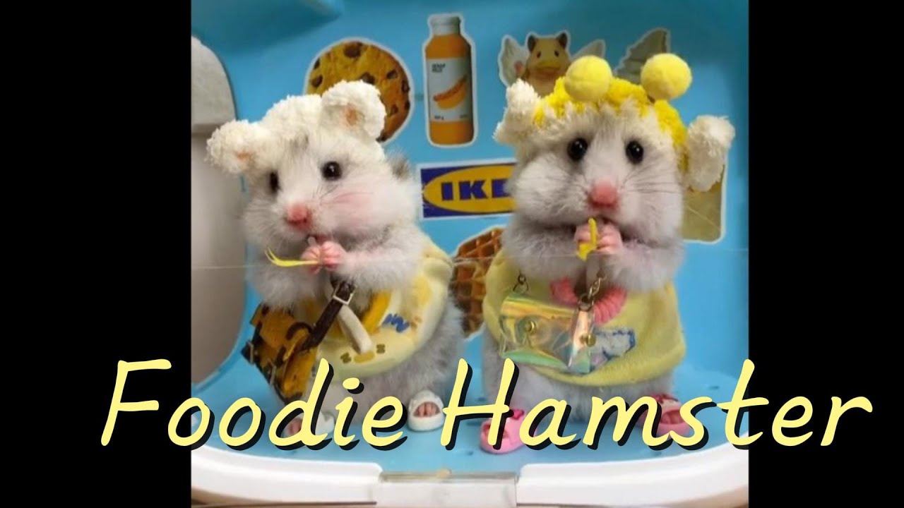 This Hamster Takes Eating WAY Too Seriously 🤣 | The Ultimate Snack Champion