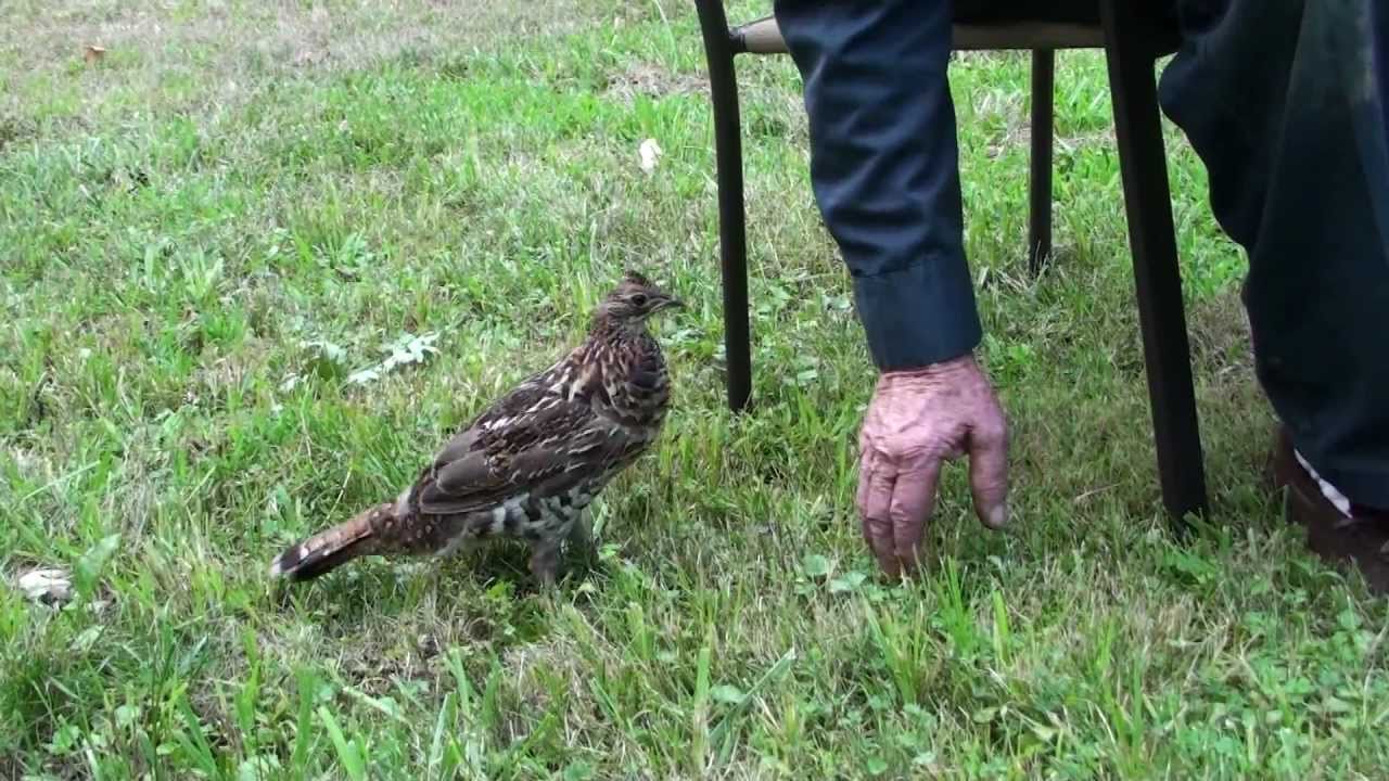 Wild Ruffed Grouse Is Like A Pet! 2011