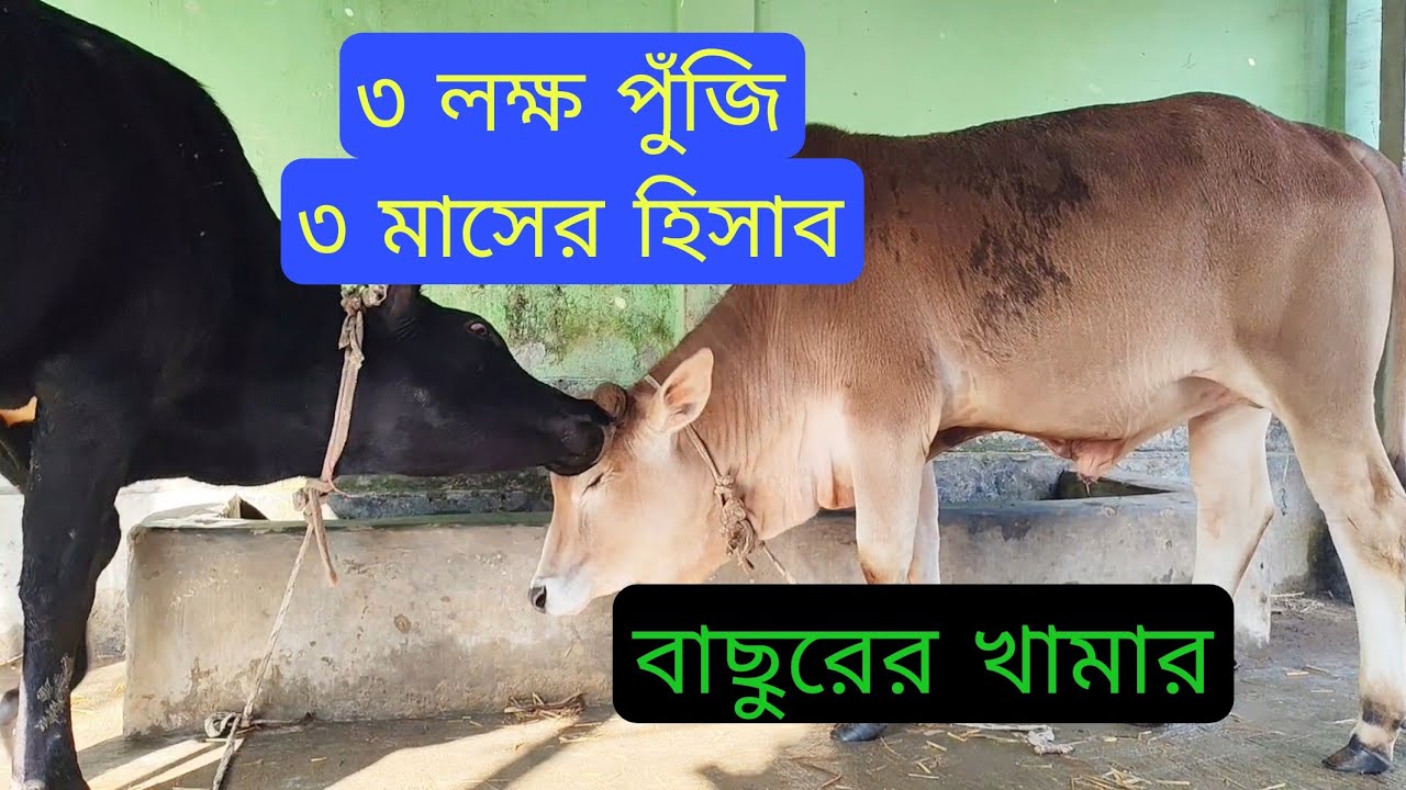 ৩ লক্ষ টাকা পুঁজি দিয়ে বাছুরের গরুর খামার 🐄 ৩ মাসে কীভাবে লাভ করা যায়? | বাস্তব অভিজ্ঞতা