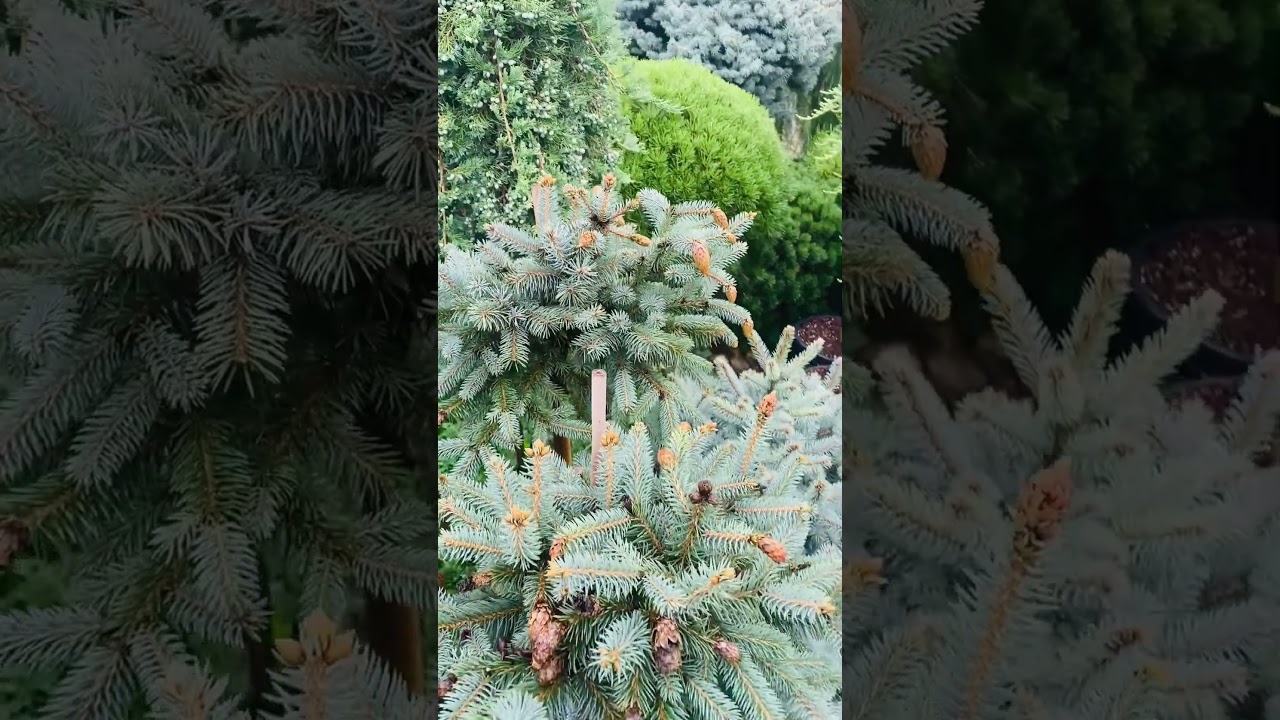 Херман Нау , Ель колючая.