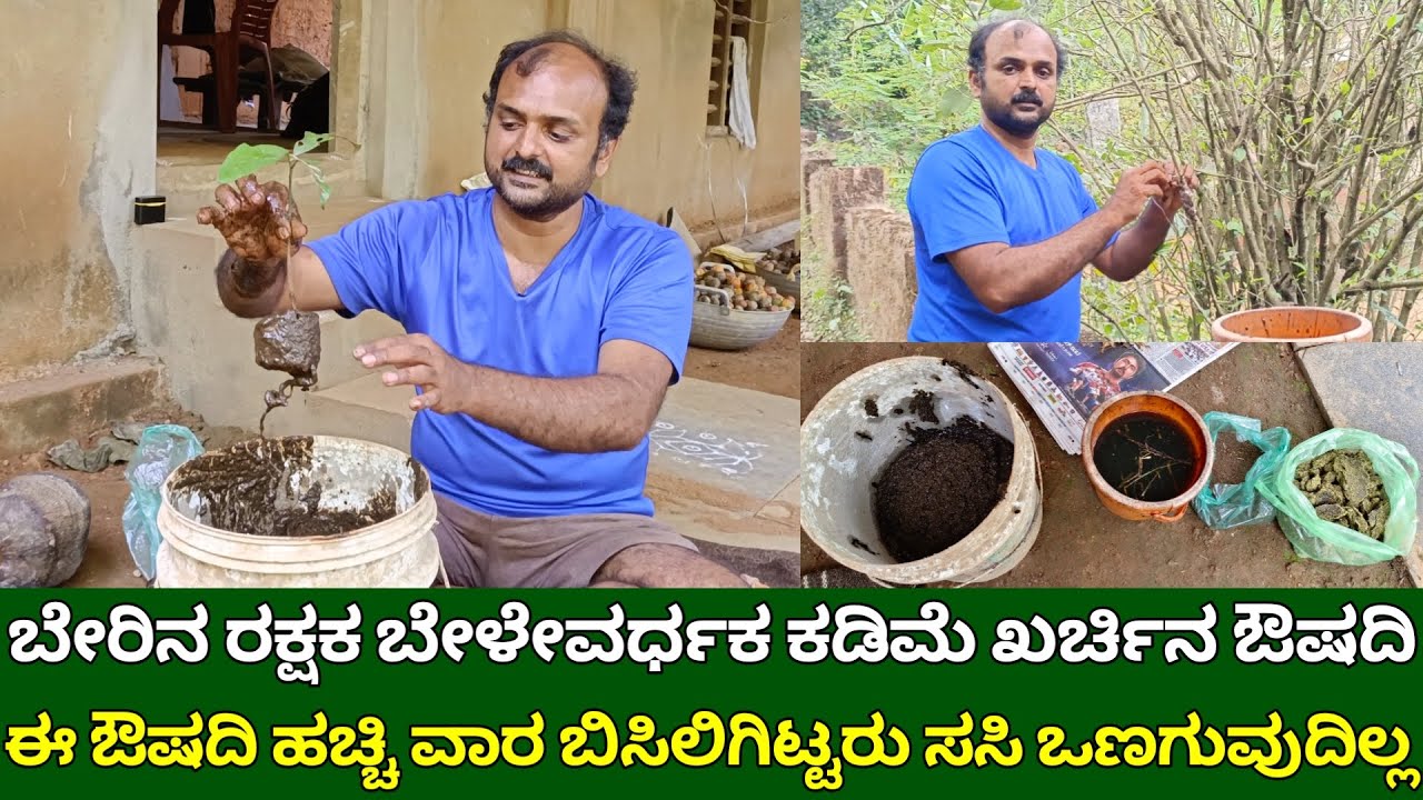ಬೇರಿನ ರಕ್ಷಕ ಬೇಳೇವರ್ಧಕ ಕಡಿಮೆ ಖರ್ಚಿನ ಔಷದಿ | rooting hormone homemade | plant growth booster | organic