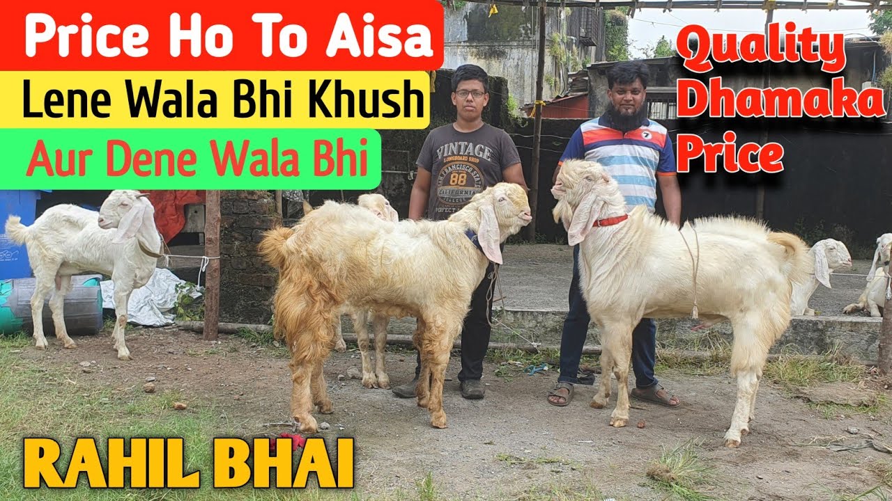 Quality Patira Goat Dhamaka Price Offer RAHIL BHAI | Saste Patira Bakra Bakri |@Rizwankranti