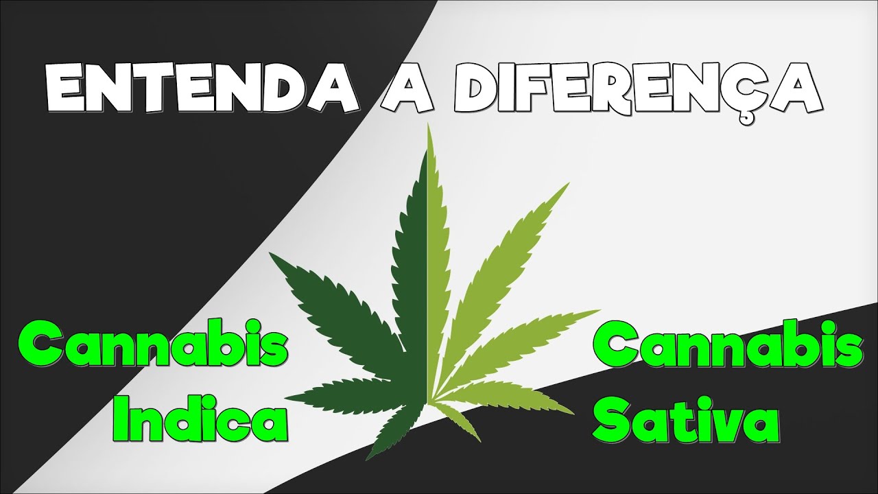 Cannabis Indica x Cannabis Sativa - ENTENDA A DIFEREN&Ccedil;A