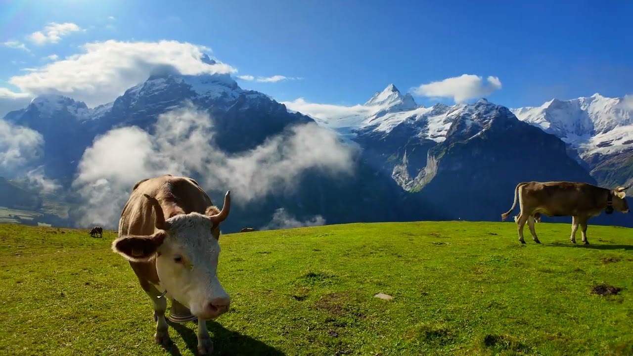 Iconic alpine views from Grindelwald First to Bachalpsee in the Bernese Alps