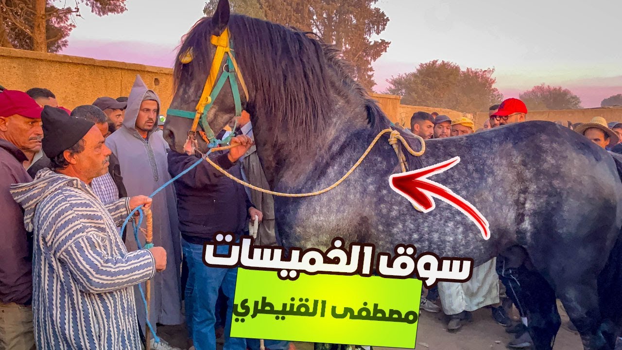🚨مصطفى القنيطري صدم الجميع بحصان ازرق غامق زين ولطاي تباع لمقدم من فاس ✅