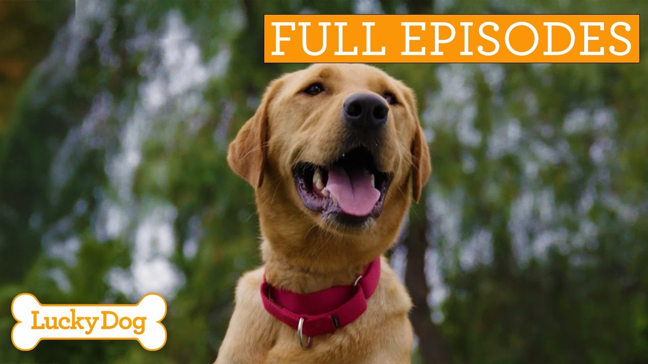 Untrainable Puppy Could Heal Grieving Dog’s Heart | Lucky Dog Double Episode