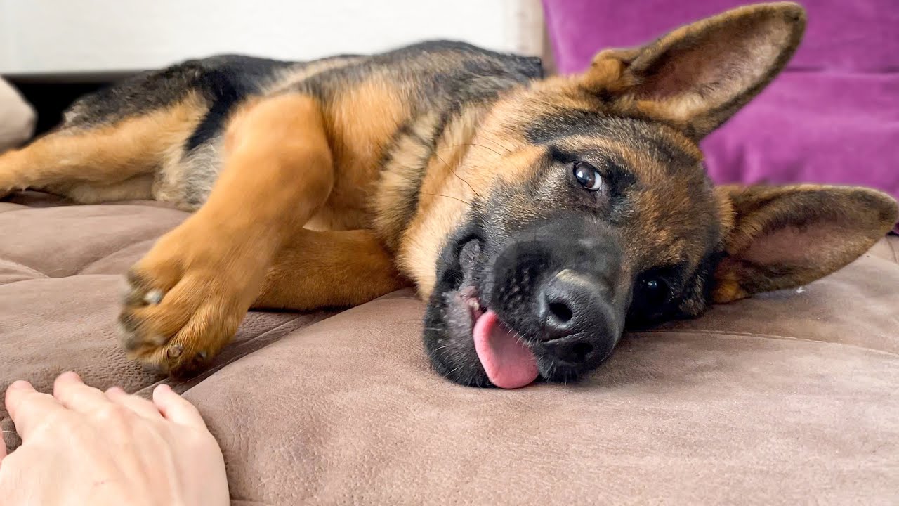 German Shepherd Puppy Hates when I touch his paw!