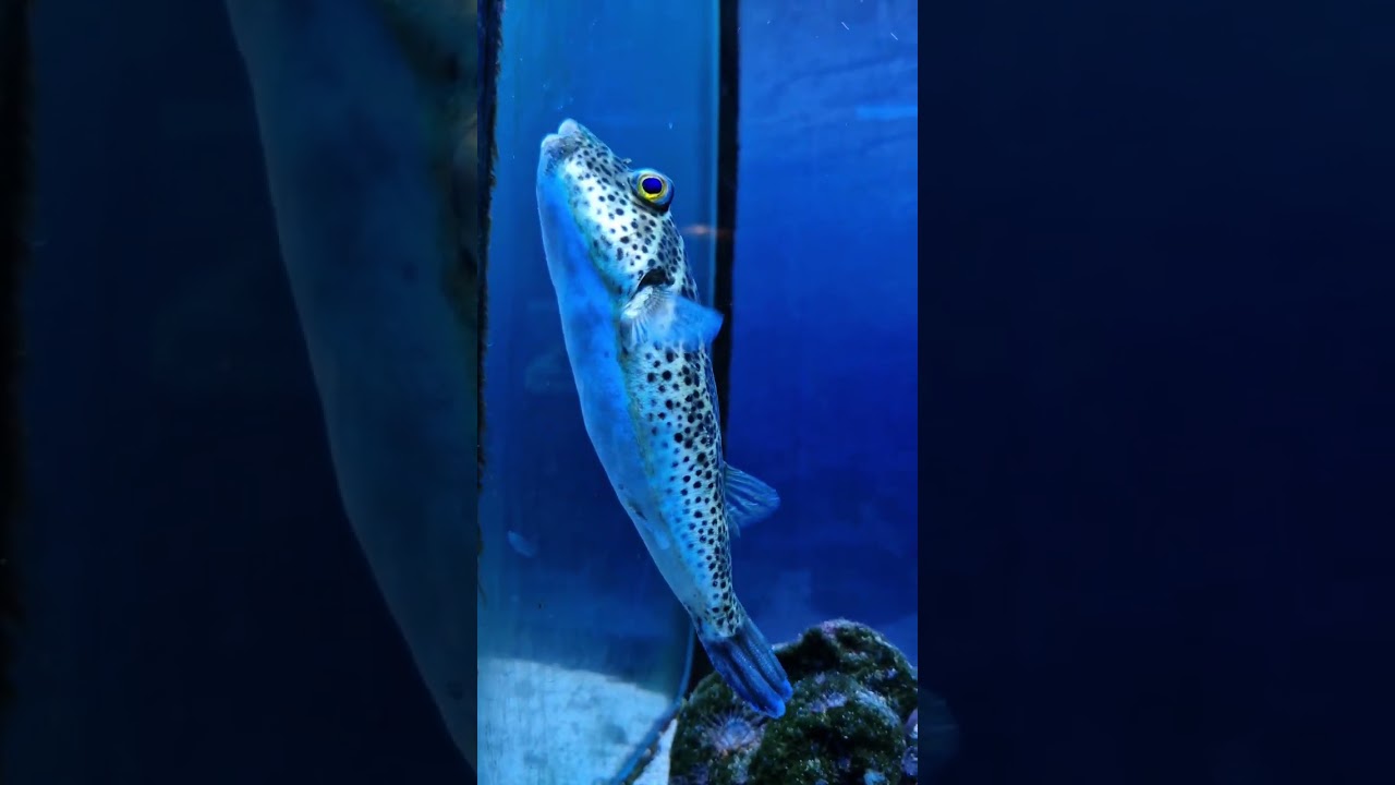 Acuario Marino 