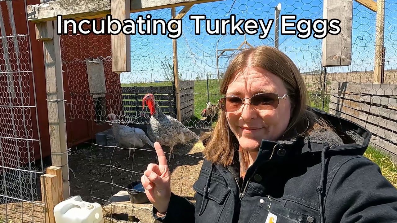 How to Incubate Turkey Eggs