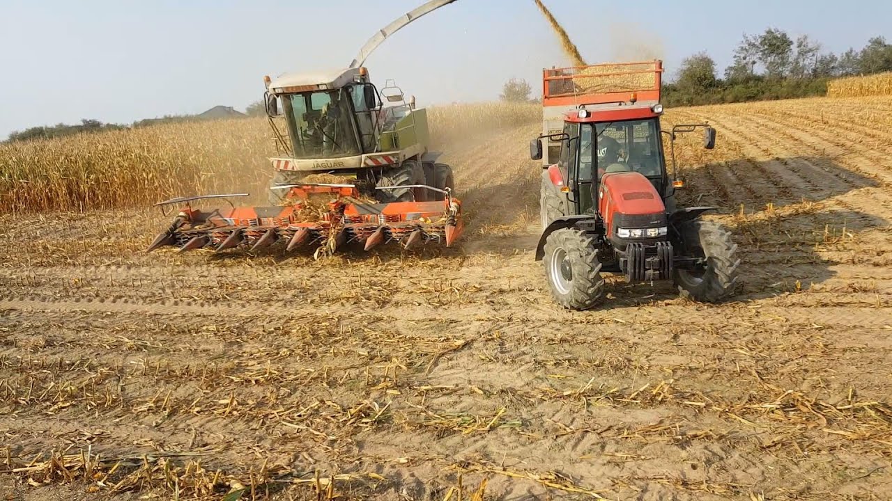 Kiszonka ☆ Claas Jaguar 900 ☆ JURAGRO