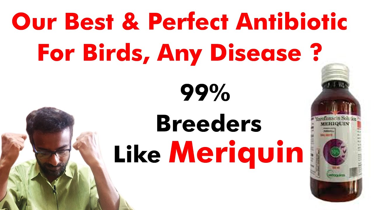 Our Best & Perfect Antibiotics For Birds, Any Disease ? | 99% Breeders Like Meriquin Antibiotics .
