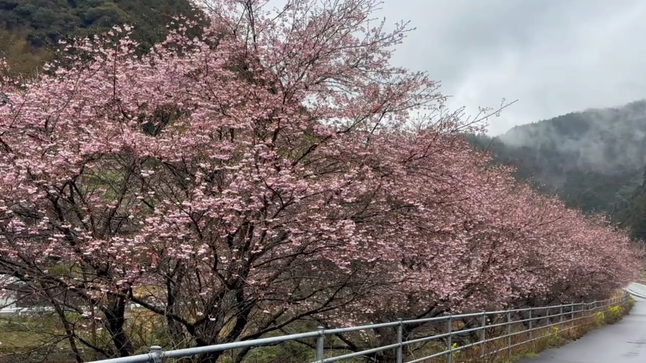2026/03/03　撮り頃です！　国道379号沿いに咲き誇る河津桜のとても素敵な風景　〜愛媛県内子町〜