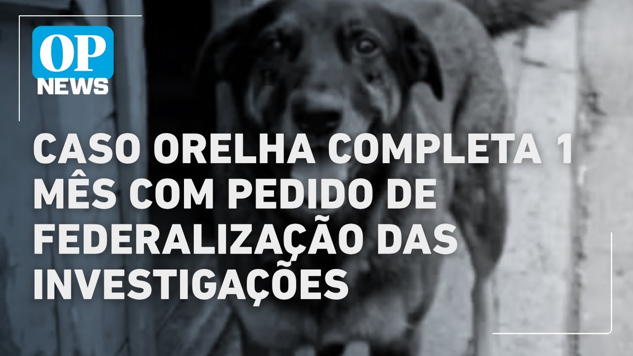 Caso Orelha completa 1 mês com pedido de federalização das investigações | O POVO NEWS