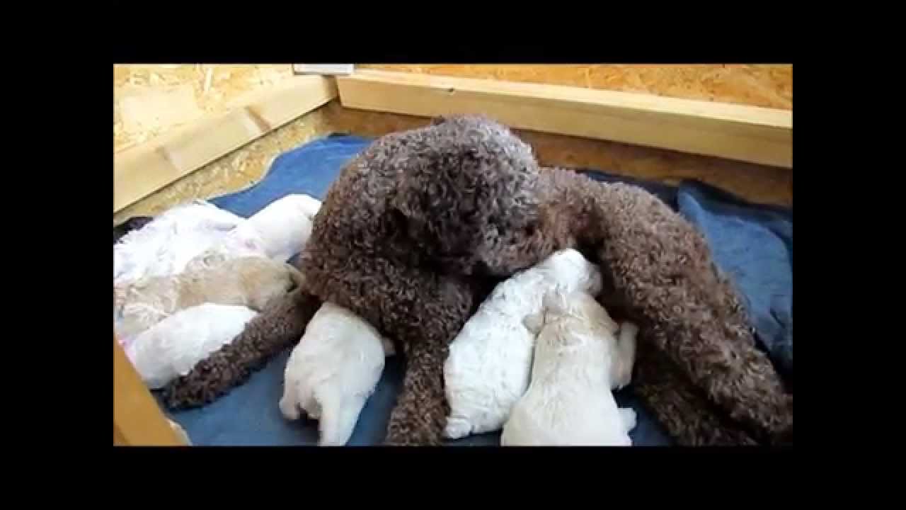 Lagotto Welpen B Wurf Hamburg Tag12 Mellie