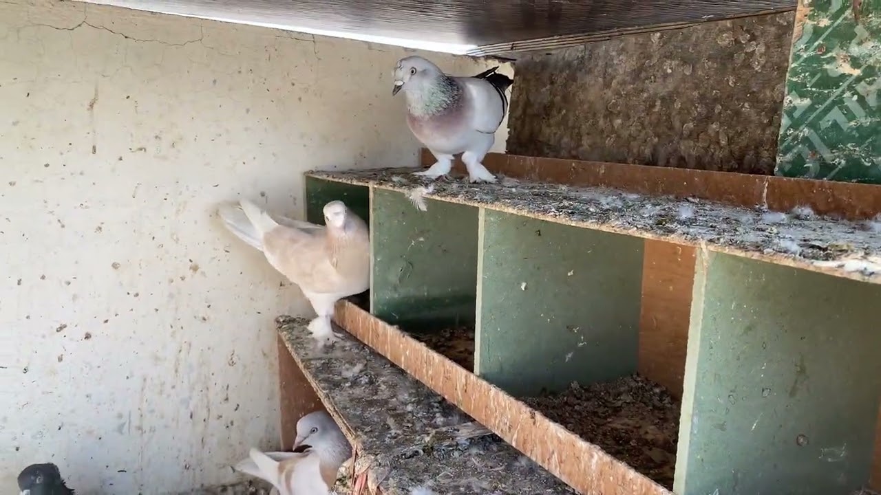 ترتيبات جديدة ❤️ جبت طيور حلوة 😍 تنظيف و تخريج الحمام و بعض الأمور الجديدة ✌🏻