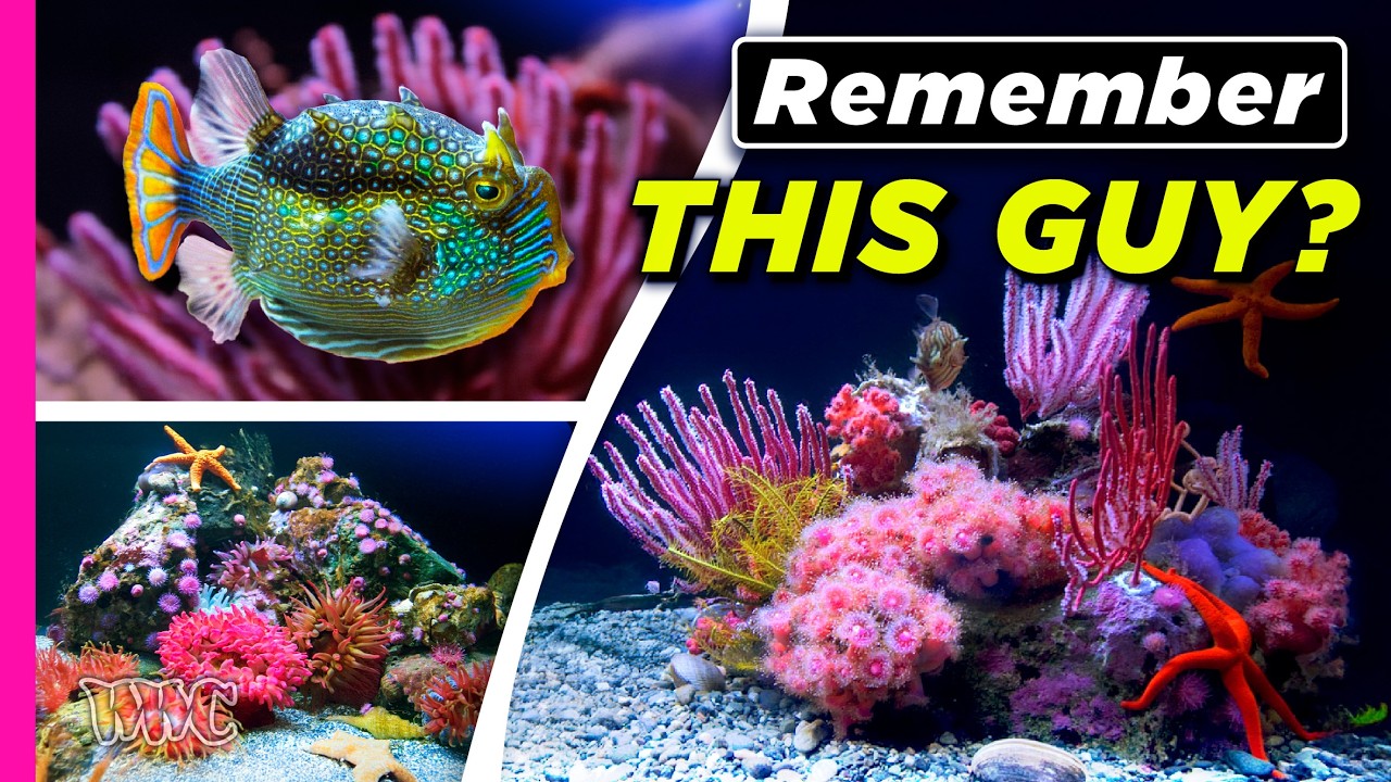 After 30+ Years of Mastering the Art of Reef Keeping | 400 Gallon Tank