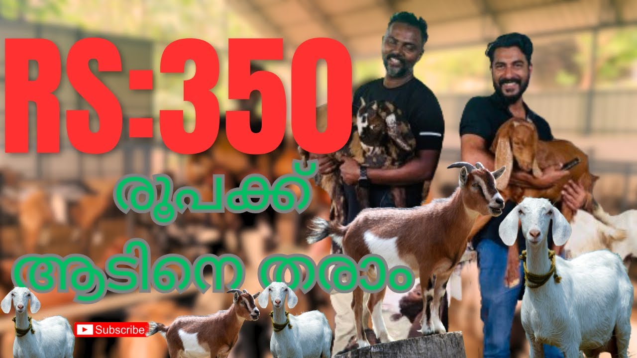 350 രൂപയ്ക്ക് ആടിനെ വാങ്ങാം | N S Malabari Farm | Best Price Ever| Rj joby vlog
