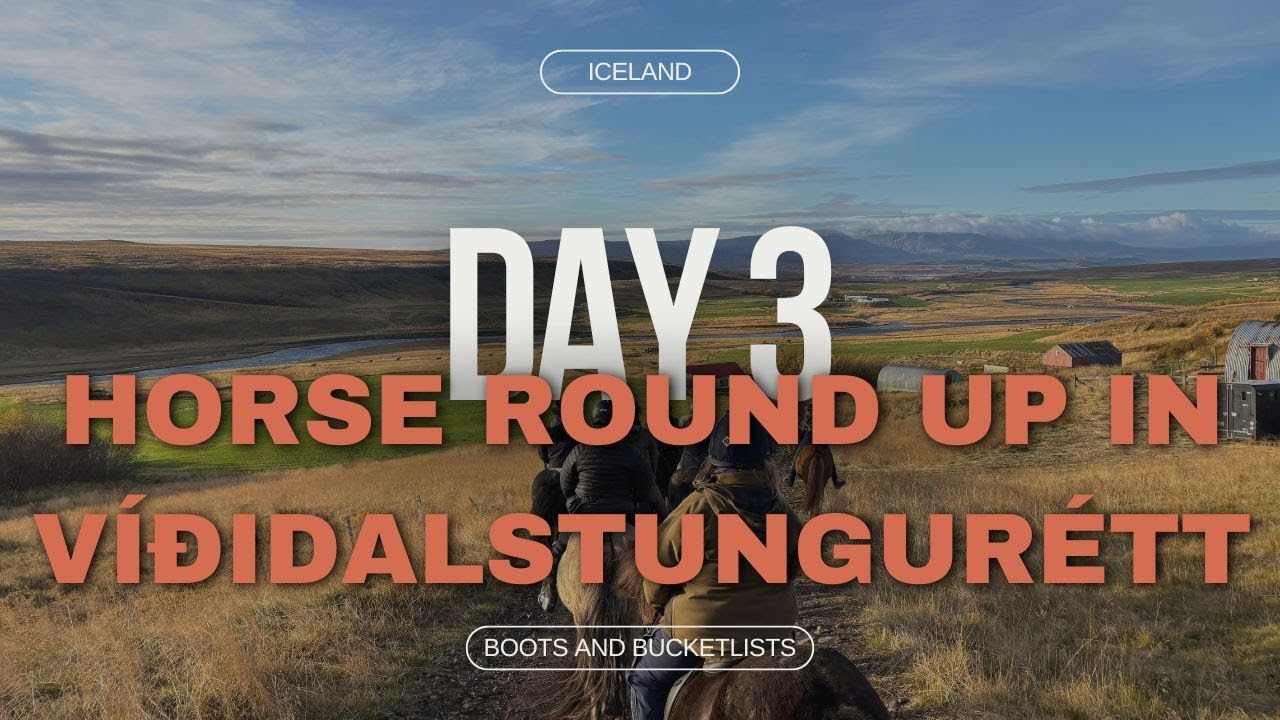 Horse Round Up in Víðidalstungurétt: Day 3 | Horse Riding in Iceland with Íslandshestar tour