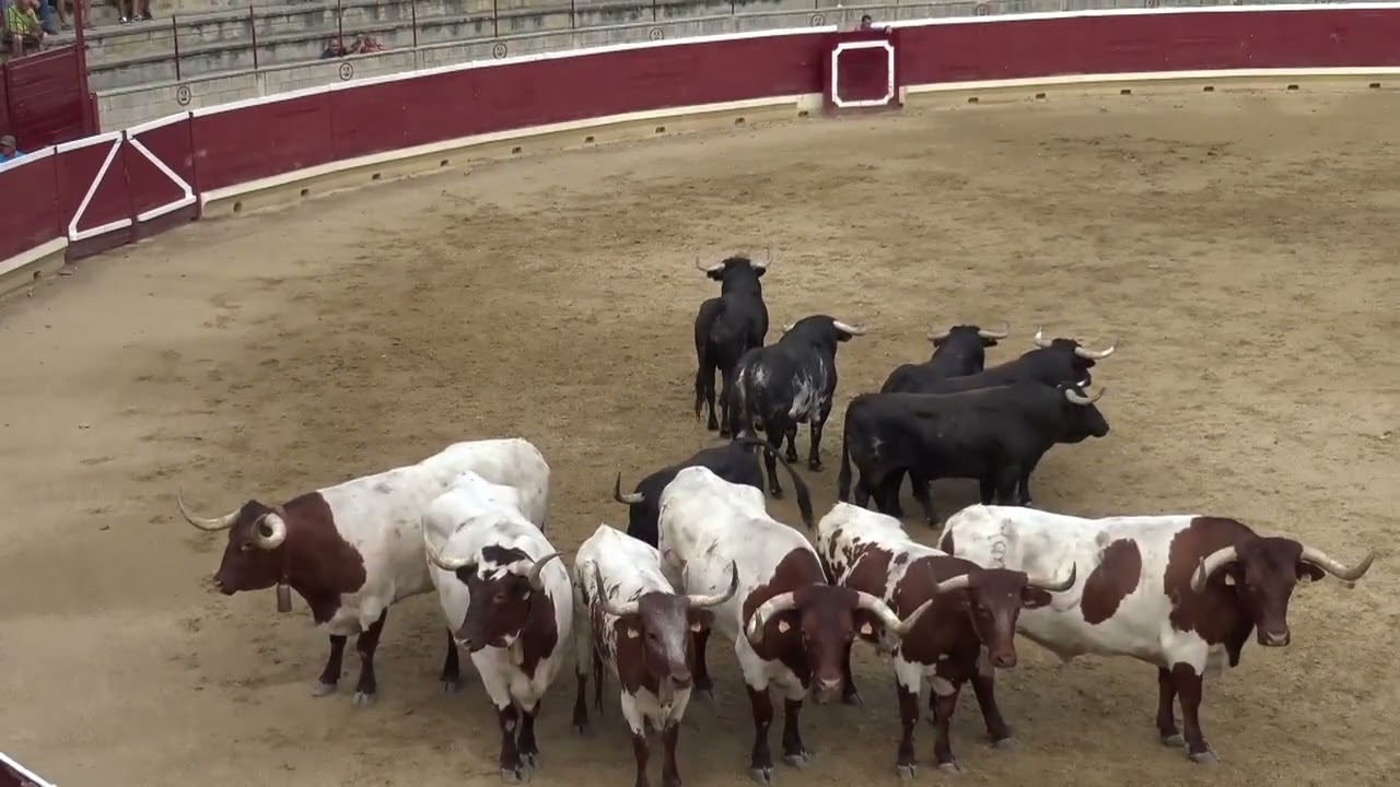 Tafalla en fiestas  desencajonamiento - 2025