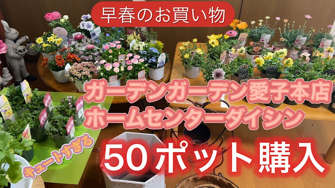 【怒涛の50ポット購入】ガーデンガーデン仙台さん、ダイシンさんでお買い物‼️早春のお花が素晴らしい💓