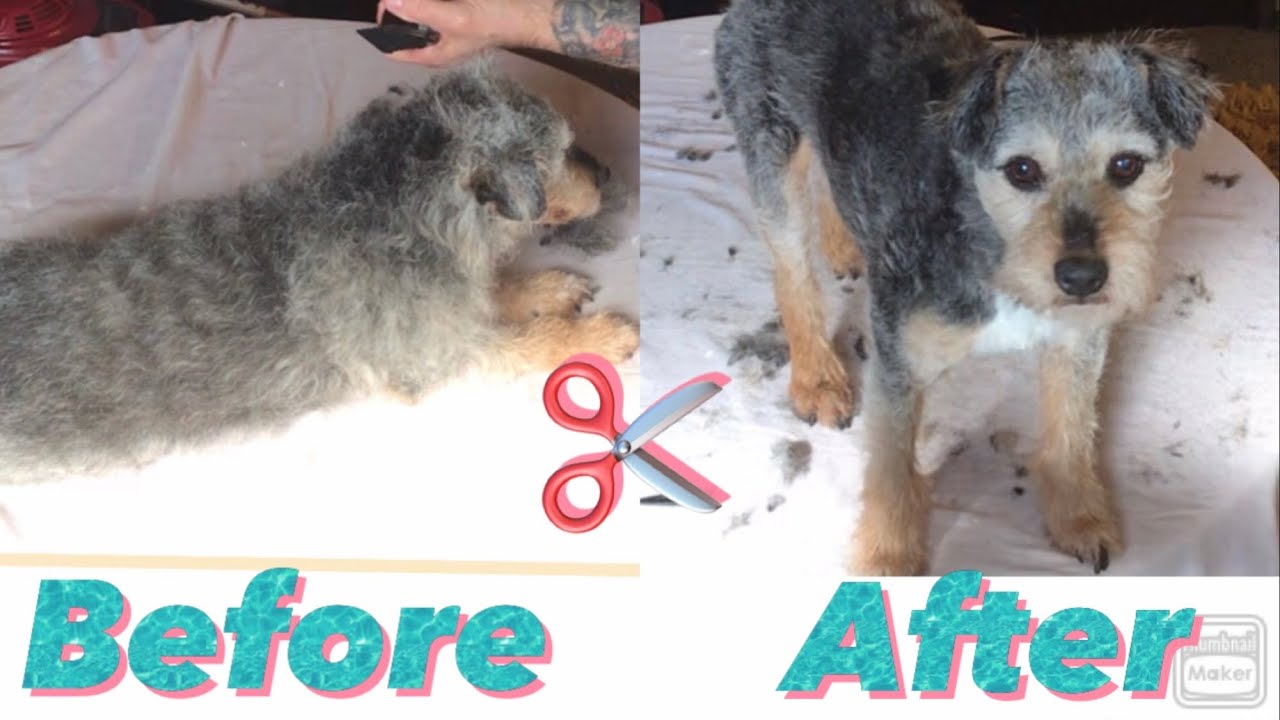 Patterdale Grooming for beginners easy