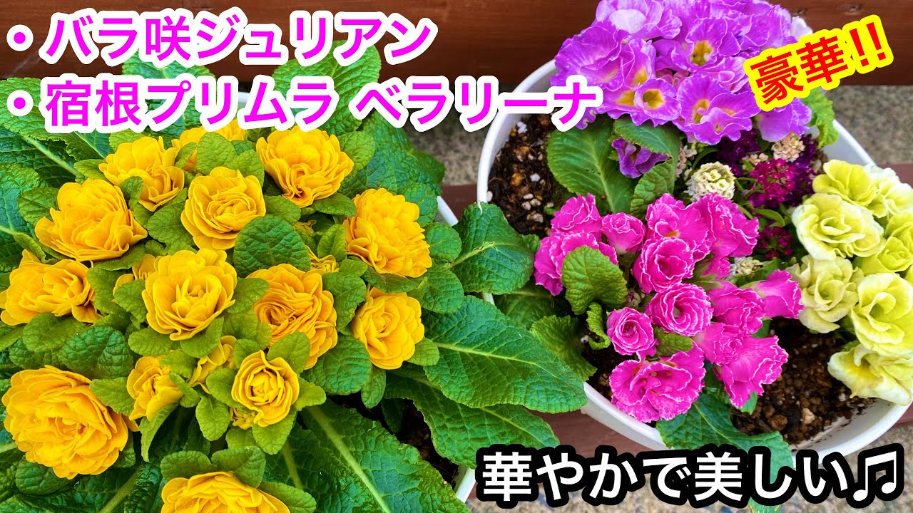 豪華❣️『バラ咲きジュリアン』育てて見ます🎵