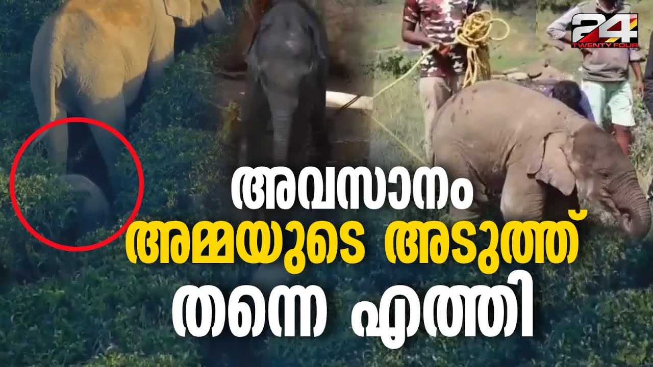 ആനമല കടുവാ സങ്കേതത്തിലെ അമ്മയിൽ നിന്ന് വേർപെട്ട ആനക്കുട്ടിയെ തിരിച്ചെത്തിച്ചു|Elephant Calf Reunited