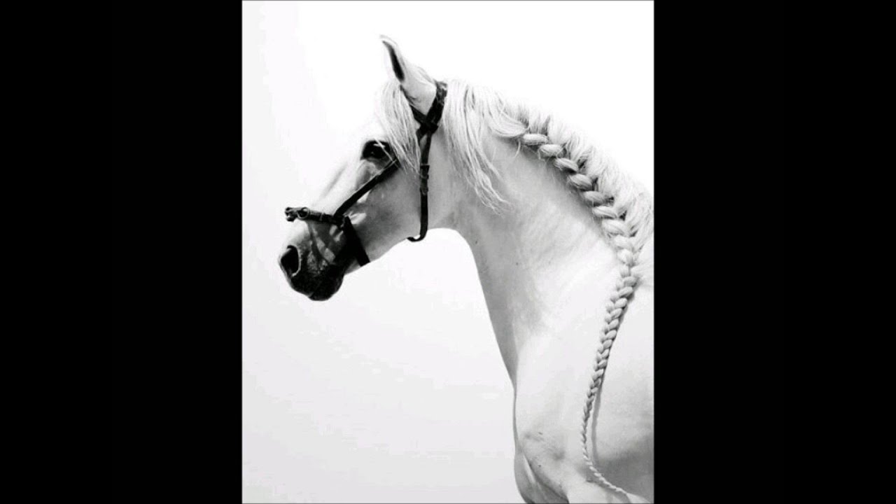 شيله : للحرب مجرم وحتى الحب له مجرم   اداء ناصر الرزيني