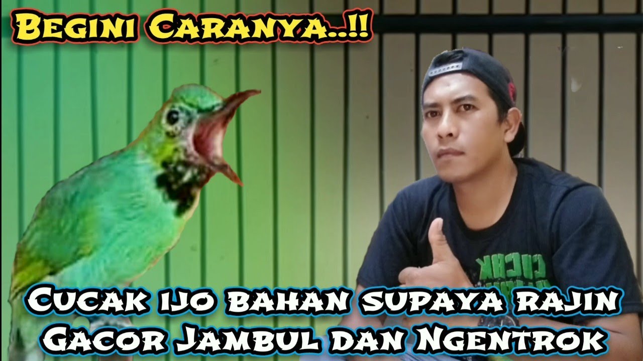 Perawatan Cucak ijo bahan trotolan supaya rajin Gacor jambul Ngentrok