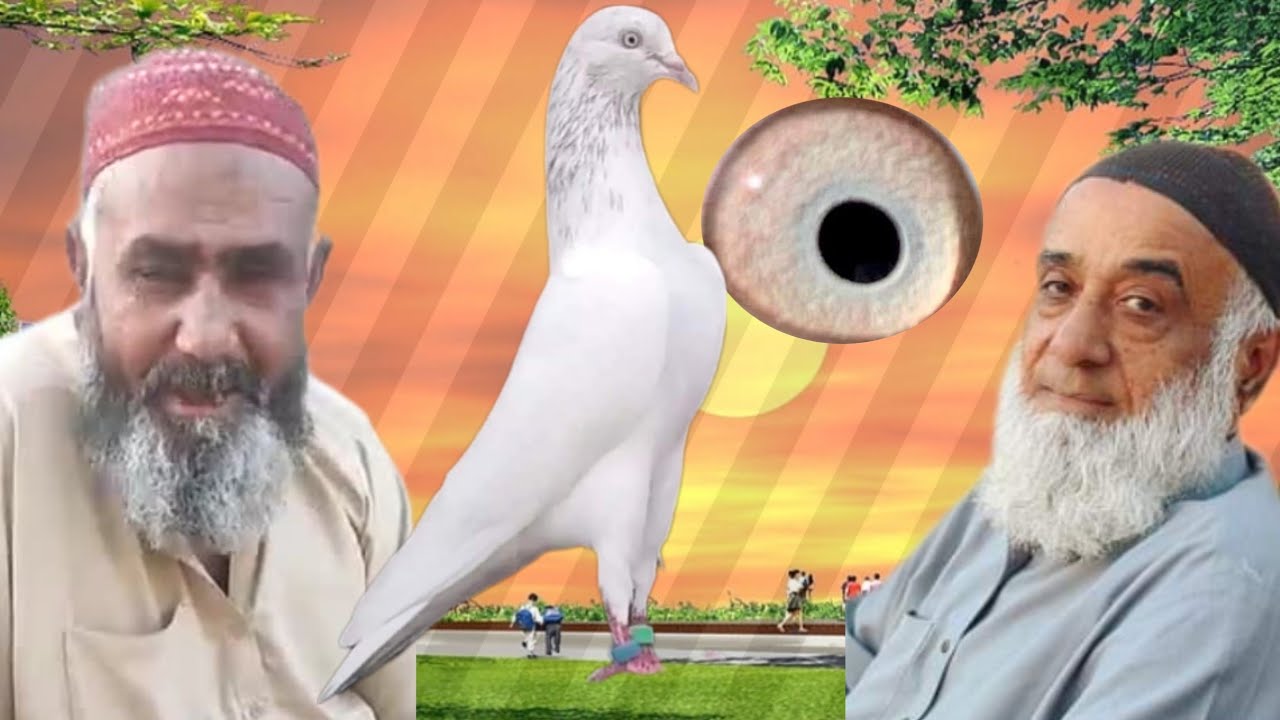 Ustad Haji Muhammad Yusuf Karachi ki chat se parwazi pigeons